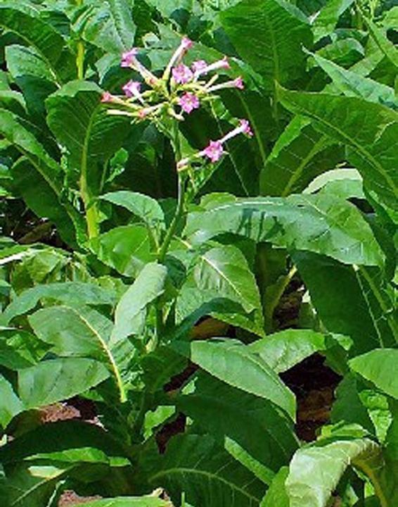 Actual product image Tropica Real Culture Tobacco Petit Havana Nicotiana tabacum (Plant seeds)