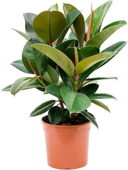 Produktbild Flowerbox Gummibaum Busch verzweigt - Ficus elastica "Robusta" (60 cm)