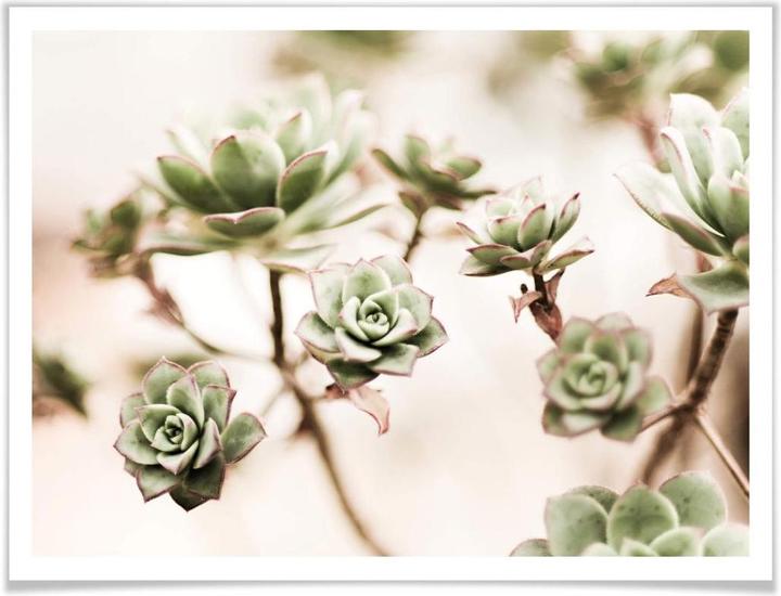 Actual product image Trenddeko Small succulents (80 x 60 cm)