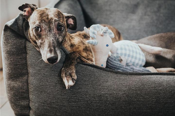 Produktbild Hunter Hundesofa Livingston Webstoff (Hund)