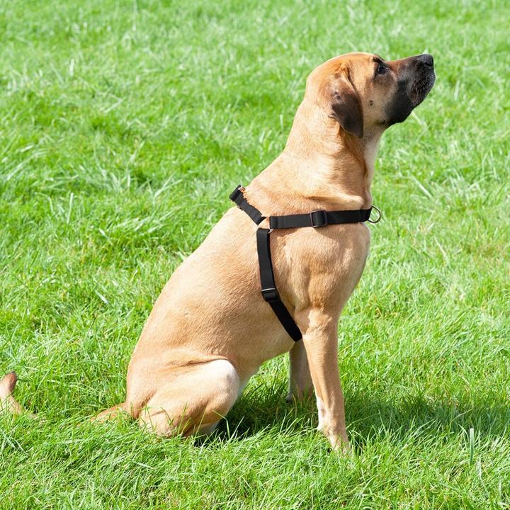 Actual product image Red Dingo DINGO Easy Walk - Dog harness - 95-125 cm (Dog, General)