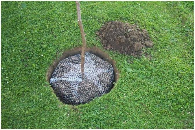 Actual product image Kerbl Vole basket ungalvanised, large, 60 cm