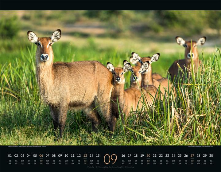 Produktbild Wildes Afrika Kalender 2026 (54 x 42 cm, Harter Einband, Englisch, Französisch, Deutsch)
