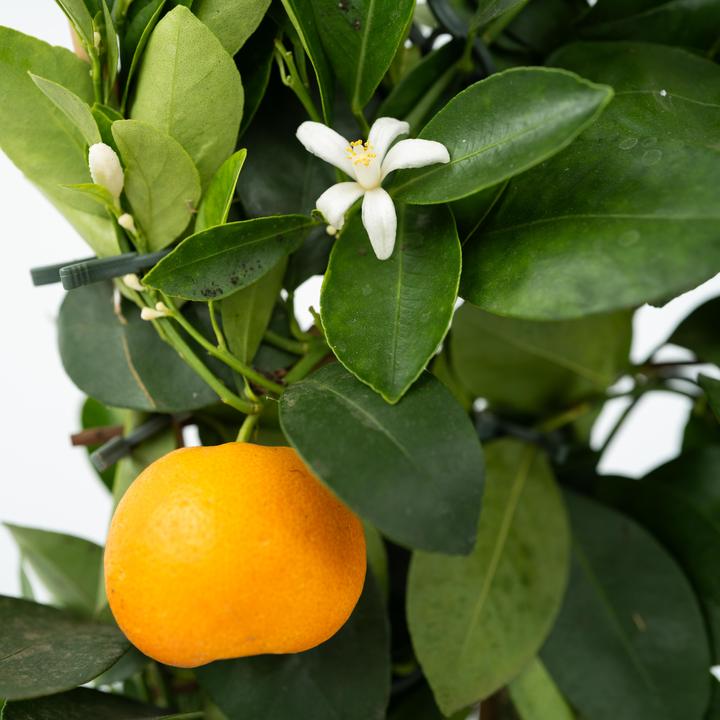 Produktbild Plant in a Box Citrus microcarpa Calamondin - (35 cm)