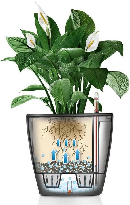 Image du produit Lechuza Classico (22 cm)