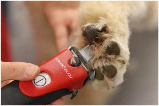 Actual product image Kerbl Aesculap Favorita CLi, clipper with 2 batteries, signal red, model 2022, GT236-SR (Dog, Vault, Cat)