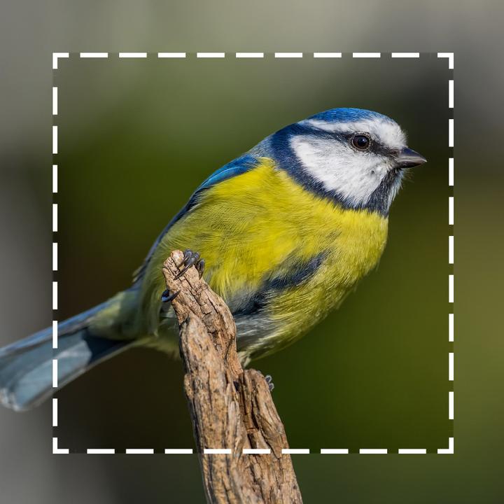 Image du produit Olympus ED 300mm f/4 IS PRO (Micro Four Thirds, Micro Four Thirds)