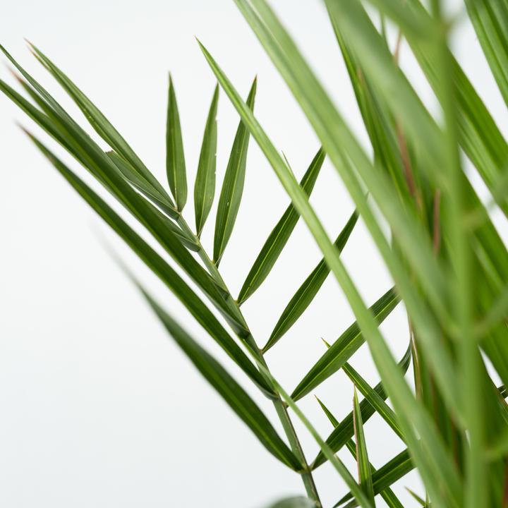 Produktbild Plant in a Box Phoenix canariensis (80 cm)