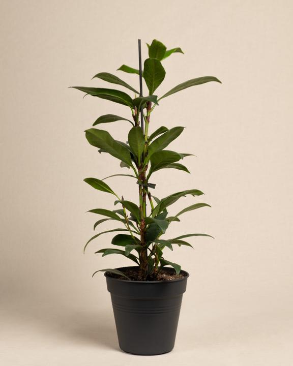 Immagine prodotto feey Fico africano (75 cm, Appena rinvasata)