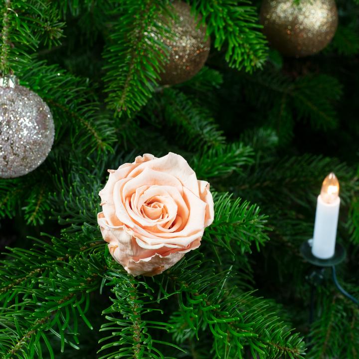Image du produit Flowerbox Pack de 6 véritables roses de décoration d'arbre de Noël fabriquées à la main (Fleurs séchées)