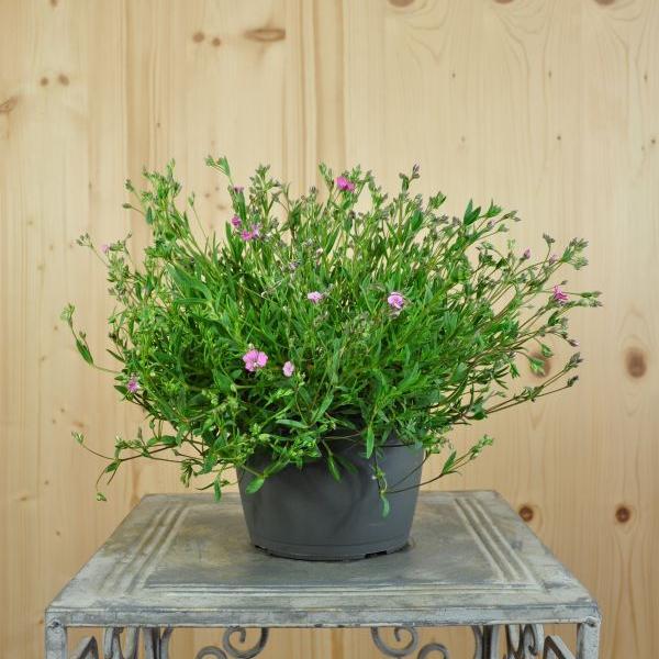 Immagine prodotto Säntispracht Set di 2, Gypsophila strisciante - Gypsophila repens Filou Rose (15 cm)
