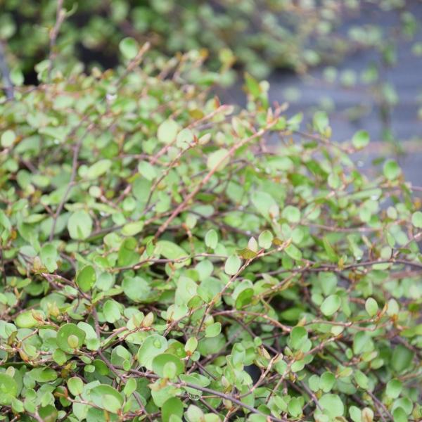 Produktbild Säntispracht 2 er Set, Mühlenbeckie - Muehlenbeckia complexa Aktion (15 cm)