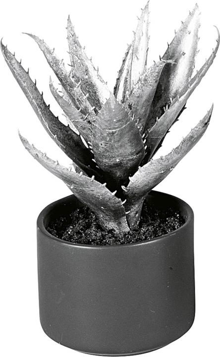 Produktbild EK Agave im Keramiktopf 20 cm (20 cm)
