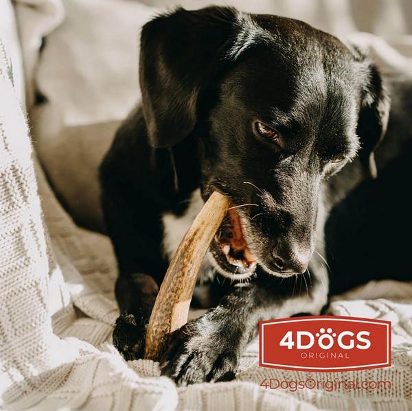 Image du produit 4Dogs Original Bois de cerf à mâcher S, 10 cm, 20-50 g (50 g)