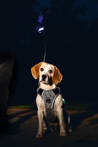 Produktbild Beeztees Safety Gear Y-geschirr (Hund, Allgemein)