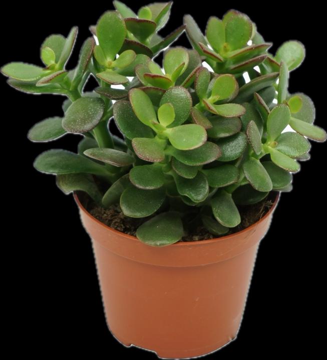 Immagine prodotto Mahaloplants Geldbaum (10 cm)