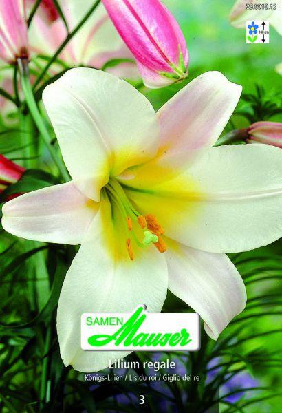 Actual product image Samen Mauser King Lily (Flower seeds)