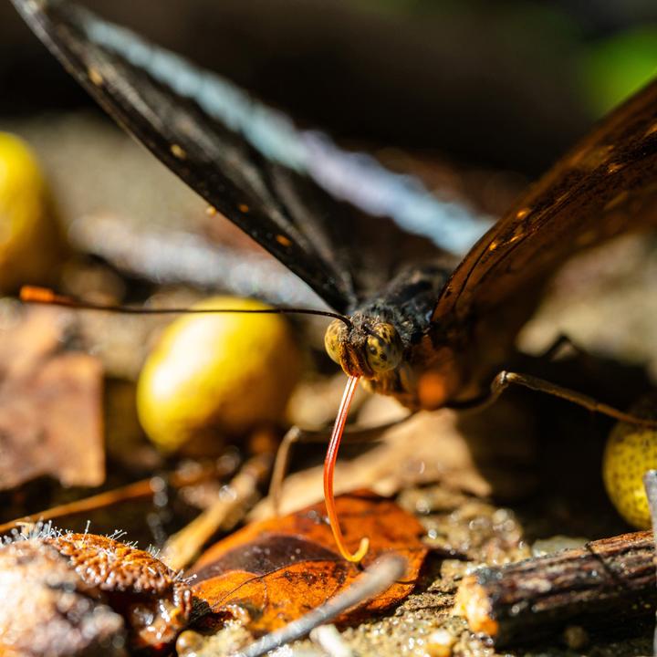 Image du produit Laowa 55mm f/2.8 Tilt Shift 1X Macro Lens L Mount