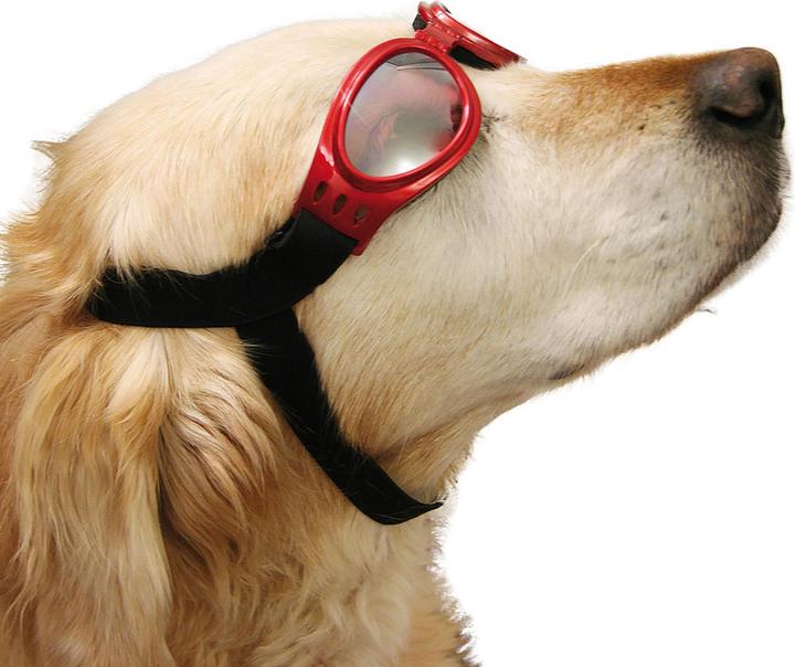 Image du produit Swisspet Lunettes de protection convertibles, lunettes de neige, non teintées (Manteau pour chien)