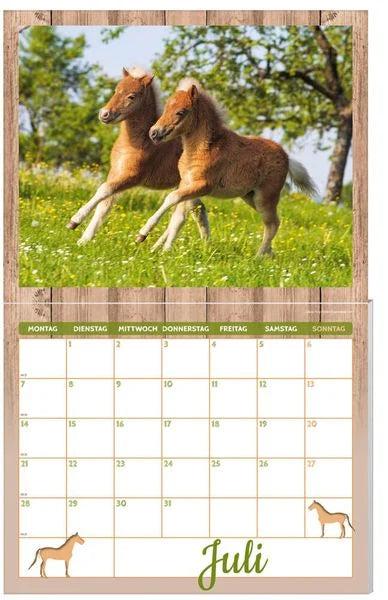Immagine prodotto Calendario per cavalli confezione 2025, 9 pezzi (Tedesco)
