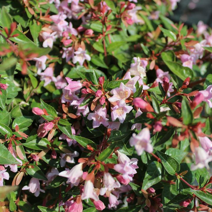 Actual product image Zulauf Abelie / Abelia 'Edward Goucher' (70 cm)