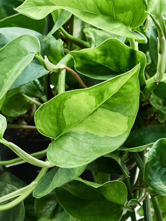 Actual product image Mahaloplants Scindapsus Global Green (40 cm)