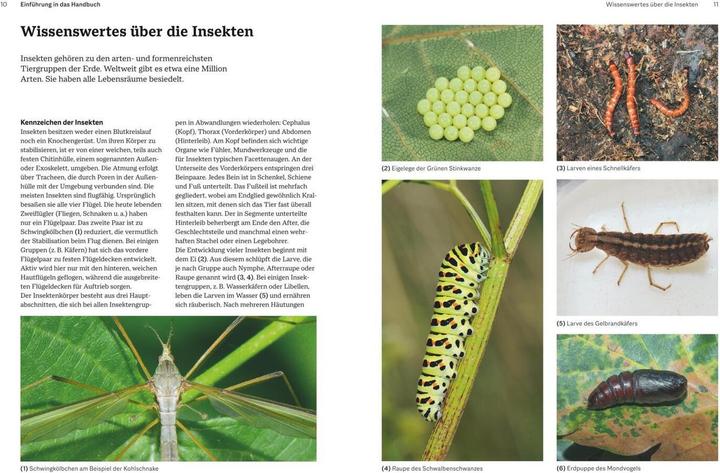 Immagine prodotto Das grosse Handbuch Insekten (Tedesco, Ewald Gerhardt, 2021)