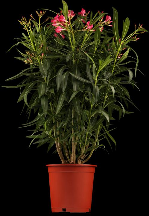 Image du produit Laurier rose (70 cm)