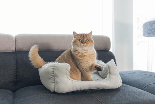 Image du produit Beeztees Baboo (Chat)