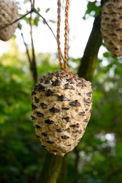 Image du produit Dobar Pomme de pin (8 x, 1.60 kg)