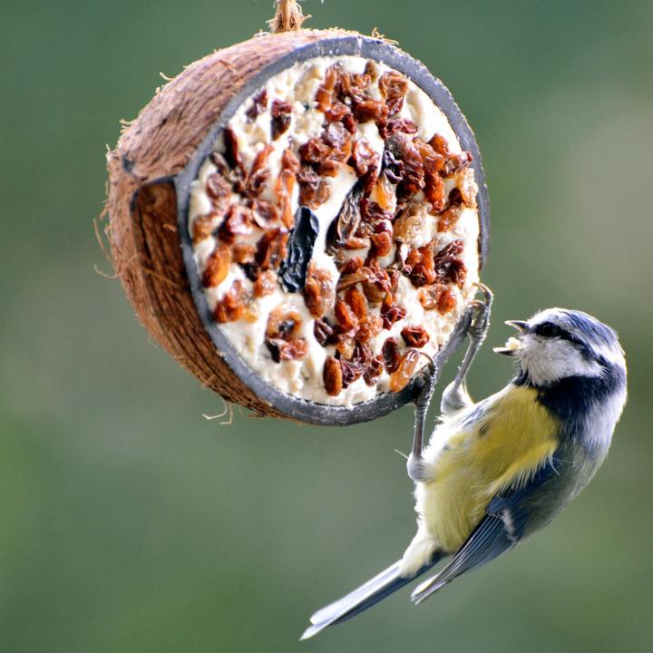 Immagine prodotto Dobar Noce di cocco (10 x, 2.80 kg)