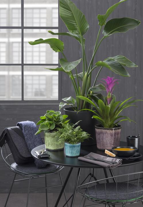 Image du produit Scheurich Pot de fleurs Ocean Glaze Ø 15.1 cm (15.10 cm)