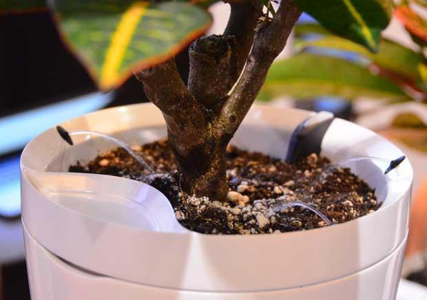 Image du produit Parrot Flower Power Pot capteur pour plantes