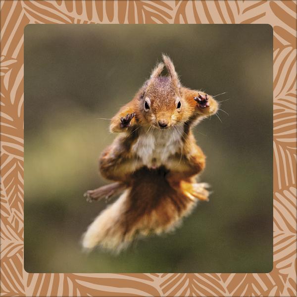 Produktbild Achtung wild - Tiere aus aller Welt 2026 (30 x 30 cm, Harter Einband, Deutsch)