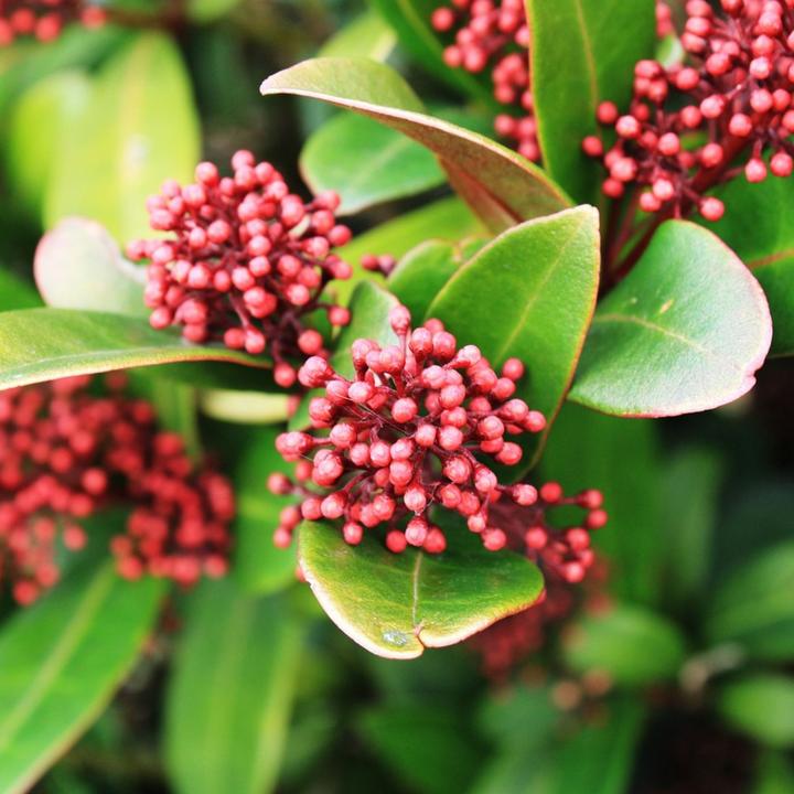 Produktbild Plant in a Box Skimmia japonica 'Rubella' - (35 cm)