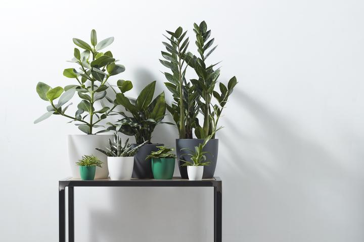 Image du produit Elho Bruxelles (13.50 cm)