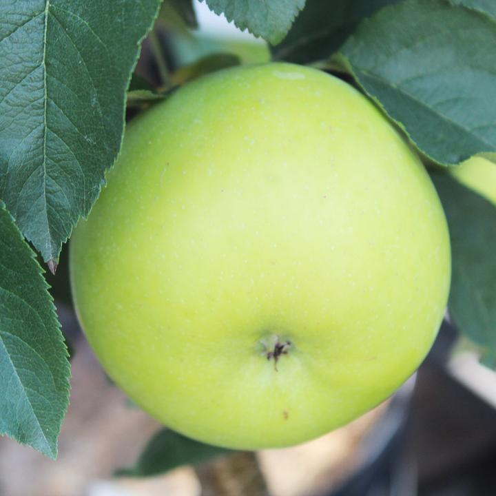 Immagine prodotto Zulauf Mela colonnare / Malus (SÄU) Goldlane (100 cm)