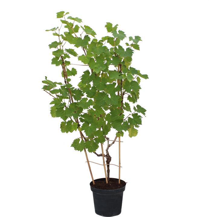 Produktbild Zulauf Vitis 'Muscat Bleu' / Hybridrebe 'Muscat Bleu' (70 cm)