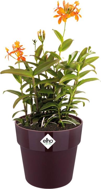 Actual product image Elho b.for original (16 cm)