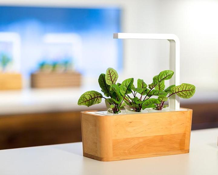 Actual product image Click and Grow Wood Sorrel Seeds (Plant seeds)
