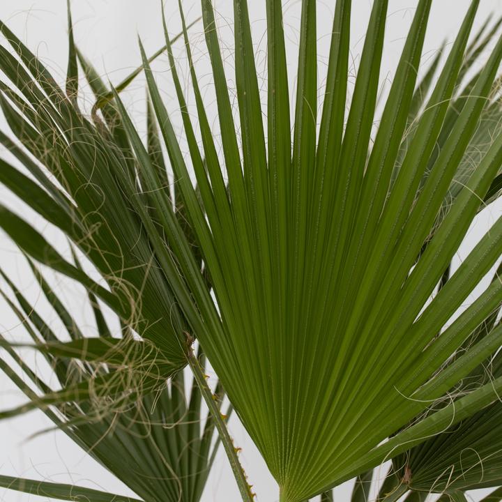 Actual product image Plant in a Box Washingtonia Robusta - Set of 2 Mexican fan palm (50 cm)