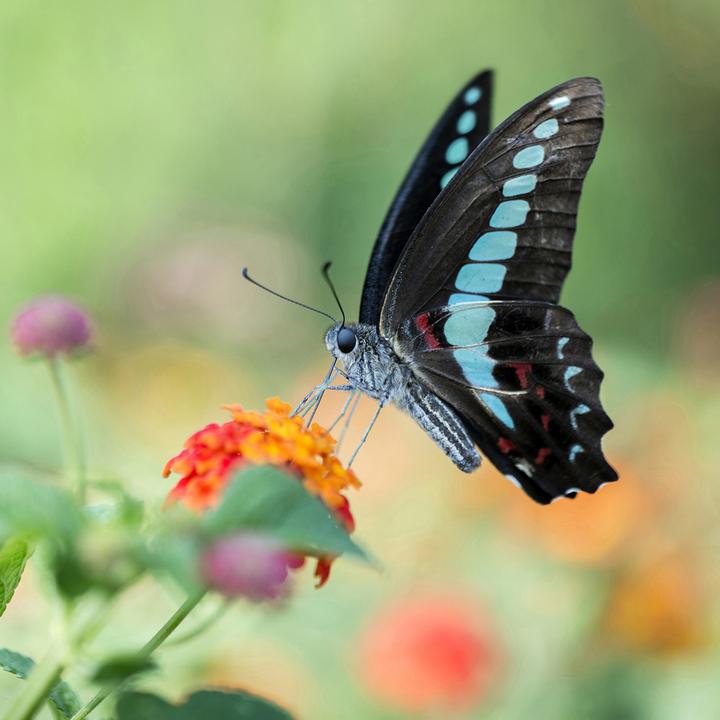 Produktbild Laowa 100mm 1:2.8 2X Ultra Macro Apo L-Mount (Manual Focus) (L-Mount, Vollformat)
