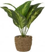 Produktbild IKO Grünpflanze (30 cm)