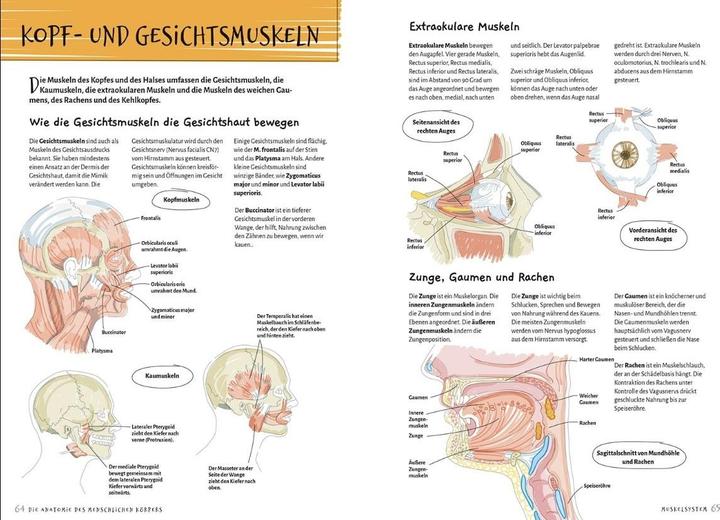 Produktbild Librero Die Anatomie des Menschlichen Körpers (Deutsch, Ken Ashwell, 2024)