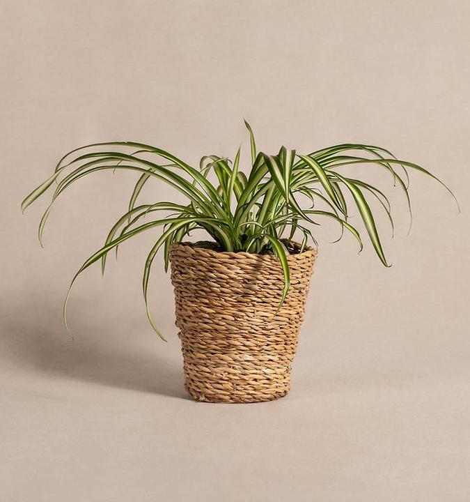 Actual product image feey Grünlilie (25 cm, Freshly repotted)