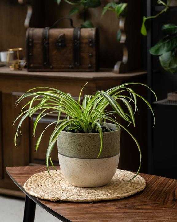 Actual product image feey Grünlilie (25 cm, Freshly repotted)