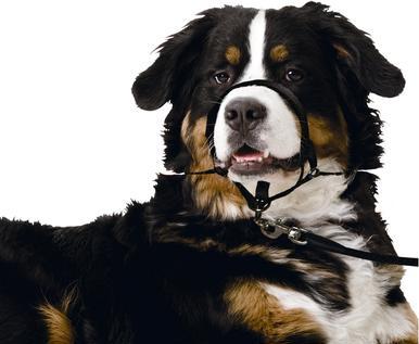 Image du produit Karlie Easy Leader (XL, Chien, Promenade)