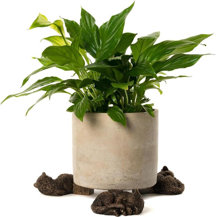 Immagine prodotto Jardinopia Piedi di vaso per piante Piedi di vasino per gatti addormentati, set da 3