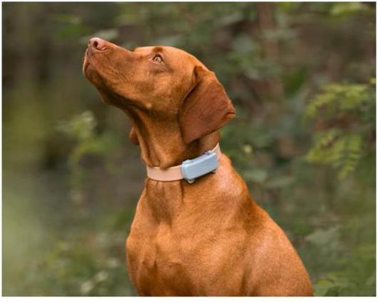 Image du produit Tractive GPS Tracker Dog 6 (Chien)