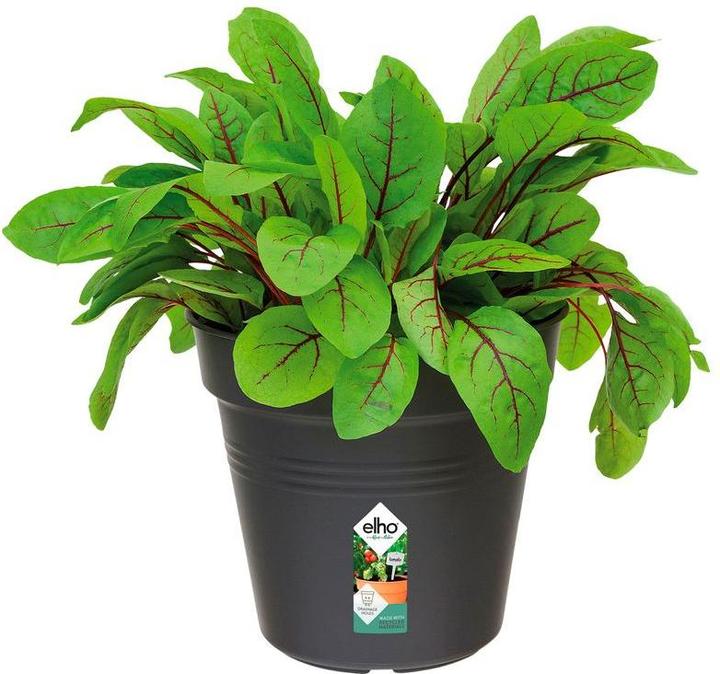 Immagine prodotto Elho Nozioni di base sul verde (13 cm)